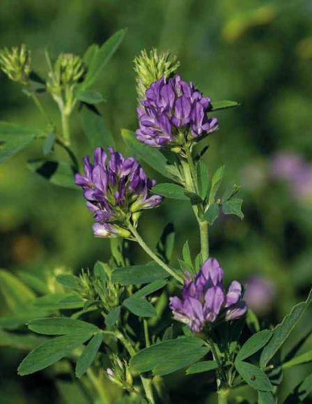 agrosaat-lucerna-emiliana