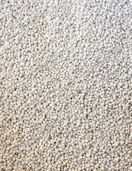 Alexandriai Here Vetőmag