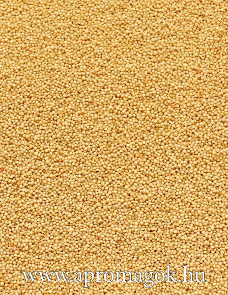 Amaránt mag - Amaranth Seeds
