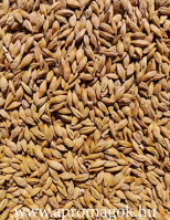 Árpa tavaszi - vetőmag