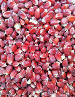 Kukorica bordó - takarmányozási célú