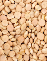 Csillagfürt Nelly Édes - Fémzárolt Vetőmag