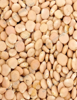 Csillagfürt Édes Nelly vetőmag