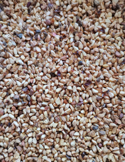 Csipkebogyó mag szárított