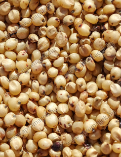 Cirok fehér - horgászathoz