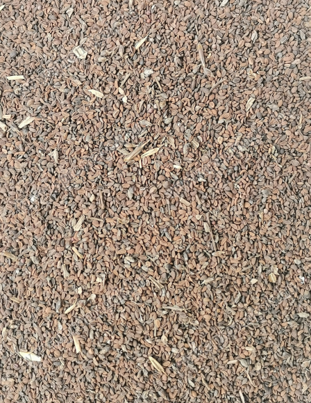 Facélia mag Durván tisztított