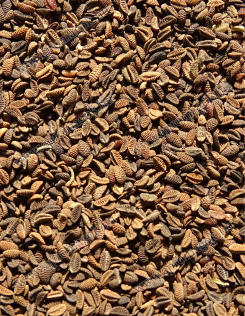 Facélia mag , Mézontófű Vetőmag