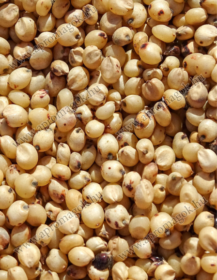 Cirok Fehér Takarmány