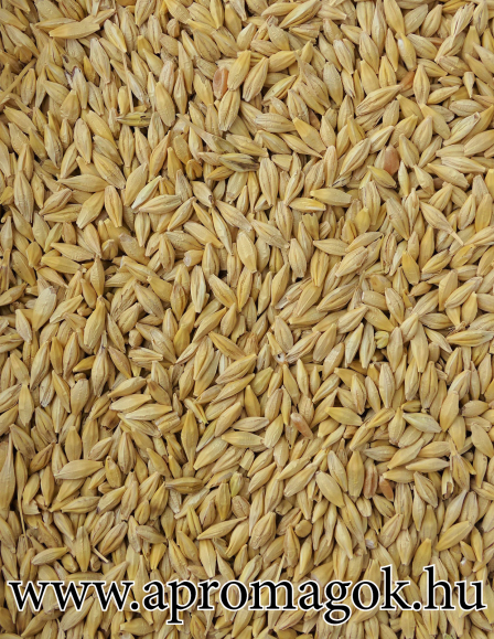 Árpa Tavaszi Gömbölyű