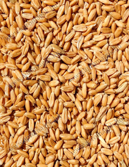 Hántolt Tönkölybúza