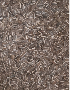 Napraforgó csíkos jaguár