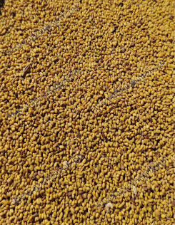 Lucernamag - Tisztított, mágnesezett