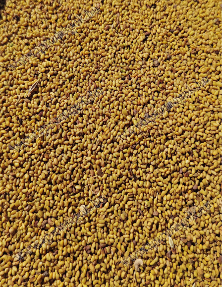 Lucernamag - Tisztított, mágnesezett