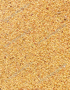 Lucernamag - Fémzárolt Szarvasi AS5 Vetőmag