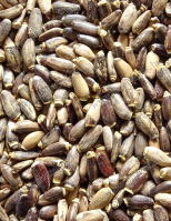 Máriatövis mag - olajütésre/sajtolásra