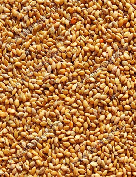 Muharmag Sárga - takarmányozási célú