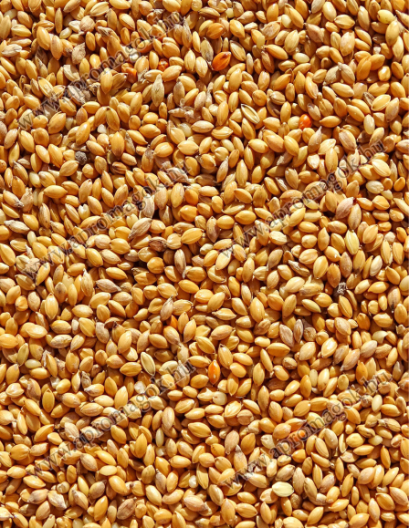 Muharmag Sárga - Vetőmag