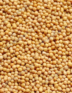 Mustármag Fémzárolt