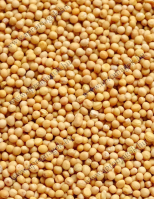 Mustármag - vetőmag