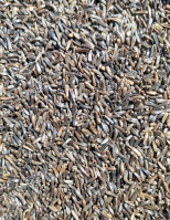 Négermag - takarmányozási célú