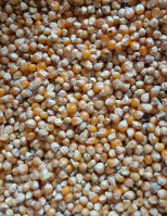 Popcorn Kukorica - horgászathoz