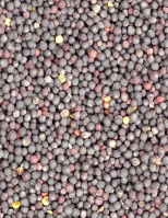 Repce - olajütésre/sajtolásra