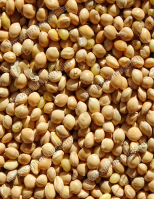 Köles Sárga - vetőmag