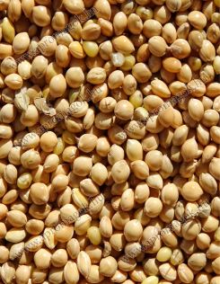 Köles Sárga - vetőmag