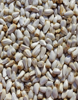 Sáfrányos Szeklice Mag - takarmányozási célú