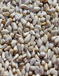 Sáfrányos Szeklice Mag - olajütésre / sajtolásra