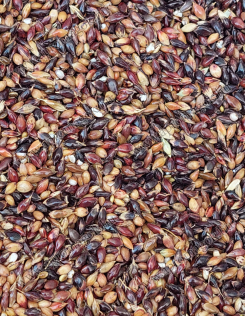 Szudánifű Mag - Akklimat Fajta