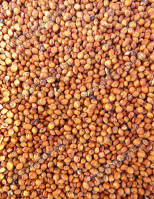 Szudánifű mag - Mataco Fajta