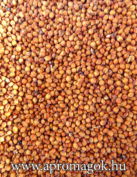 Szudáni Fűmag Fortin Fajtájú Fémzárolt Vetőmag