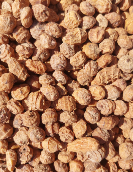 Large Tigrismogyoró 10-14 mm