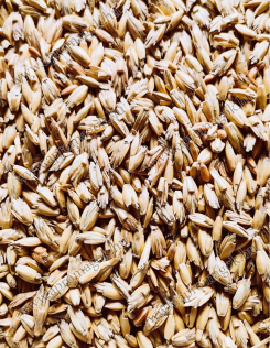 Tönkölybúza Hántolatlan