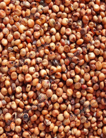 Cirok Vörös - takarmányozási célú