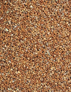 Muharmag Vörös - vetőmag