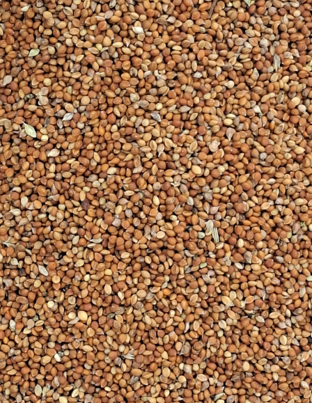 Muharmag Vörös - vetőmag