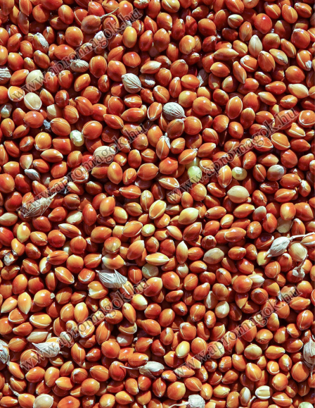 Köles Vörös - vetőmag