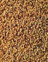 Zölditő Páros Fémzárolt